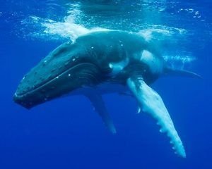Ballenas - Villa SAMANA