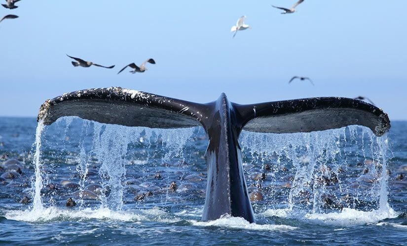 Ballenas - Villa SAMANA