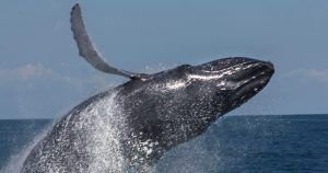 Ballenas Villa SAMANA
