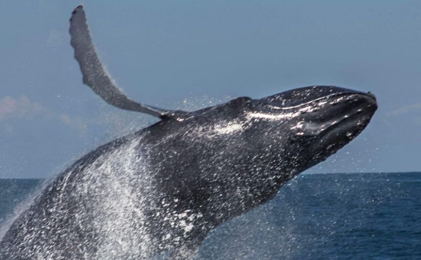 Ballenas Villa SAMANA