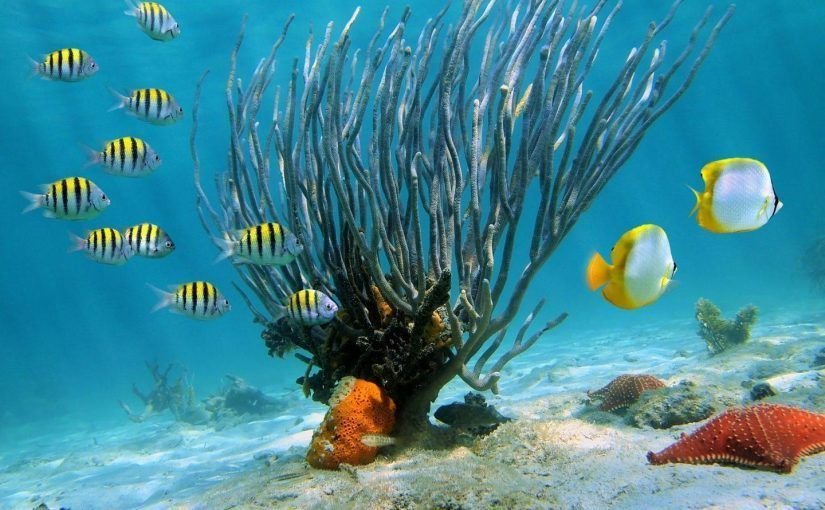 Buceo y snorkel en SAMANA Villa SAMANA