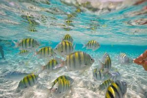 Buceo y snorkel en SAMANA Villa SAMANA